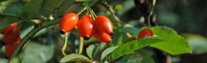 Picture of rosehips